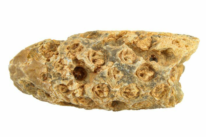 Fossil Cycadophyte Seed Cone - Boujdour, Morocco #288729